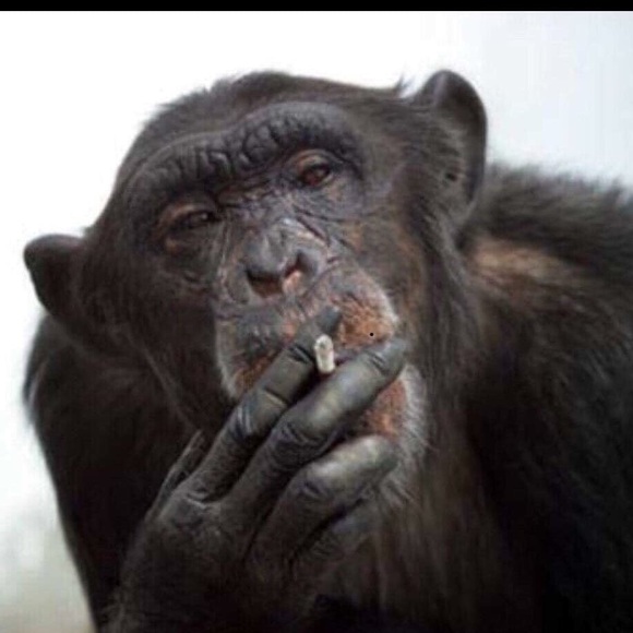 Meet your Posher, Bruce - Picture 1 of 1